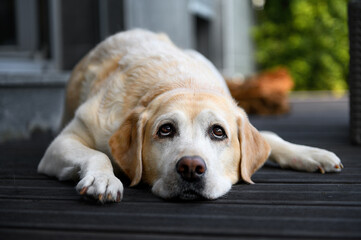 Labrador retriever lies resting on a wooden floor.