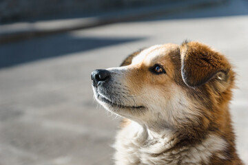 young puppy dog looking up with an open eye looking afar - dog face side profile with hopeful and...
