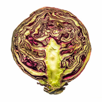 natural color cabbage isolated white background