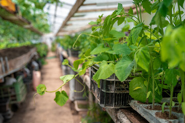 seedlings of cucumbers and tomatoes in a greenhouse on an organic farm