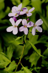 Fototapeta premium Zwiebelchen- Zahnwurz, Cardamine bulbifera