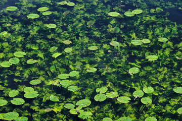 Fresh green pads of water lilies in a pond