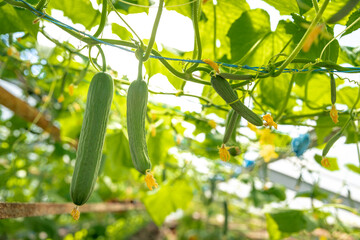 cucumbers growing in a greenhouse, healthy vegetables without pesticide, organic product