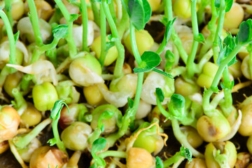 fresh microgreens seeds young pea sprouts healthy eating vegan diet