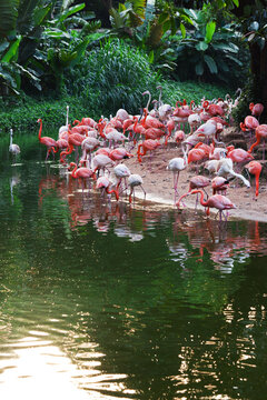 flock of flamingos on the lake