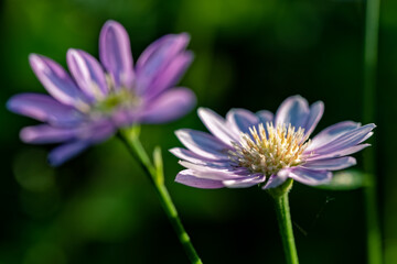 Fototapeta premium 咲いている深山嫁菜の花