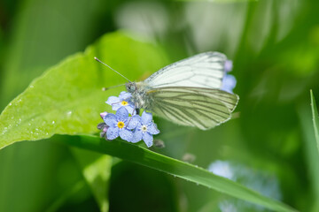 White butterfly  sitting on a beautiful little blue flowers, Myosotis scorpioides (Myosotis palustris), shallow depth of field.
