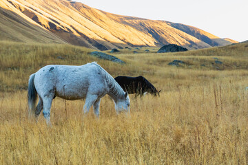 Horse - Grey / white semi feral horse grazing in the field at sunrise in the mountain region of Juta, Kazbegi, Georgia.