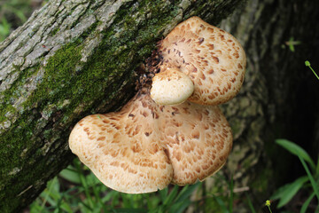 Pheasant's back mushroom with growing out of a tree truck with moss at Miami Woods in Morton Grove, Illinois