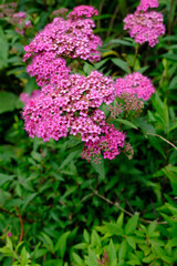 シモツケの花　相模川自然の村公園にて