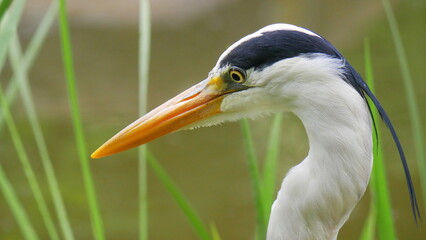 Nahaufnahme des Kopfes eines Graureihers, Fischreihers im Schilf