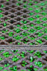Small plants sprouted through the holes in the panel for walking