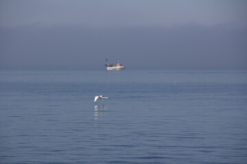 A mute swan flying low over the ocean surface with a fishing boat in the background