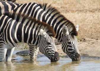 Fototapeta na wymiar Zebra Pair Gather to Drink at a Waterhole in Kruger South Africa Closeup With Bokeh