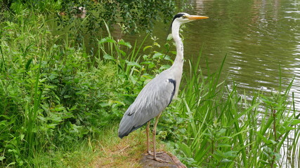 Graureiher, Fischreiher am Rande eines Gewässers stehend
