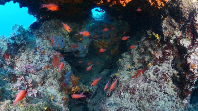 underwater scenery blue water  fish school ocean scenery mediterranean