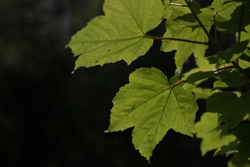 Sunlight shining through a tree leaves in a forest highlighting the structure and texture in the leaf