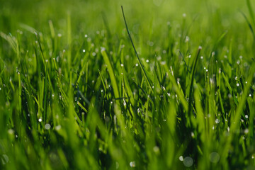 Fototapeta premium Fresh green grass background, selective focus