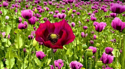 field of tulips