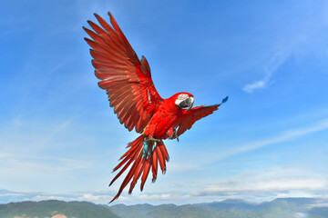 Macaw Scarlet Spreading wings flying in the blue sky