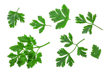 Green leaves of parsley isolated on white background, top view
