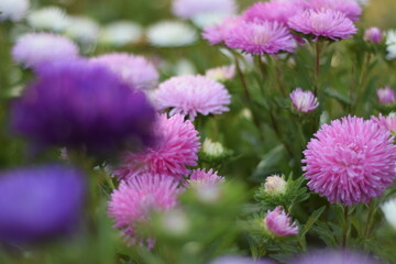 asters