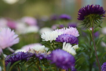purple thistle flower