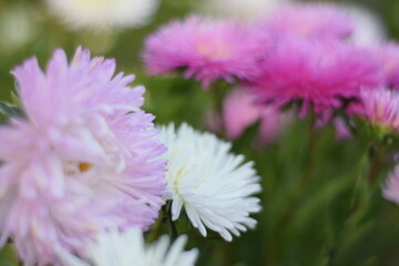 
asters