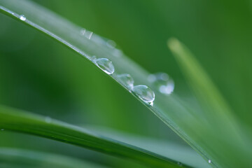 Beautiful big dew drops on the green grass., shallow depth of field.