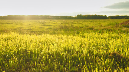 Grass in the sun with blurred background. Bright sunshine and field. Summer paddy field landscape at sunrise or sunset. Grassland close-up with selective focus 