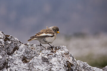White-winged snowfinch (Montifringilla nivalis) or snowfinch, is a small passerine bird. Despite its name, it is a sparrow rather than a true finch.