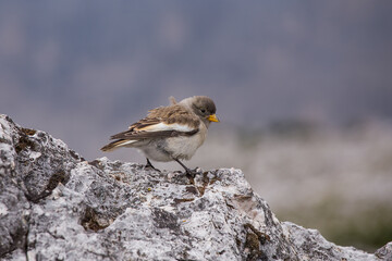 White-winged snowfinch (Montifringilla nivalis) or snowfinch, is a small passerine bird. Despite...