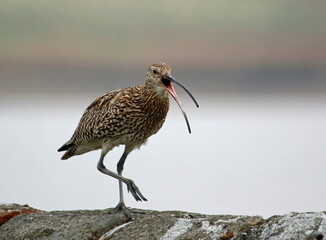 Curlews on the Yorkshire moors calling