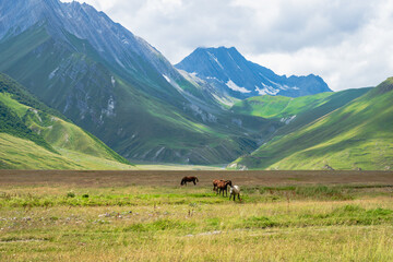 Horses on green pasture and mountain landscape - Truso Valley and Gorge  landscape trekking / hiking route, in Kazbegi, Georgia. Truso valley is a scenic trekking route close to North Ossetia.