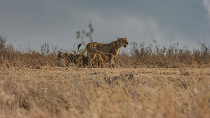 A lioness with its cubs