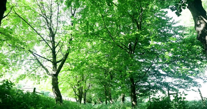 Camera Pans Down To Show Path Running Through Beautiful Green Summer Woodland