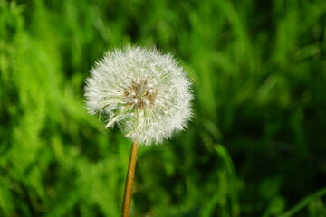 Dandelion on a blurred green background. White dandelion in the grass. Close-up.