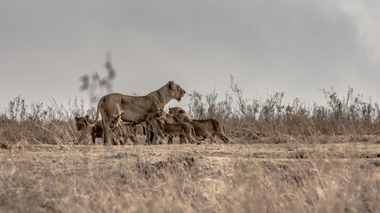 A lioness with its cubs