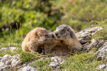 Alpine marmot (Marmota marmota) is a species of marmot found in mountainous areas of central and southern Europe.