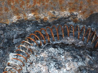caterpillar on a rock