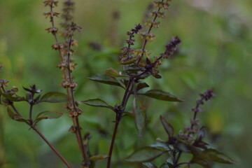 wild flowers in the forest