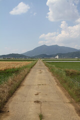 Scenic Dirt Path Through Verdant Rice Fields Toward Mt. Tsukuba in Summer