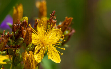 żółty kwiat polny