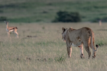 Wild Life