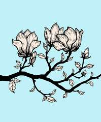 Magnolia tree branch isolated. Amazing blossom. Victorian style. Hand drawn vector artwork. Black, blue, beige colors.