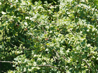 (Ribes × nidigrolaria) Casseillier ou caseillier, arbuste fruitier hybride au feuillage trilobé, vert foncé, petit fruit rond, vert, rougeâtre puis noir à maturité en été