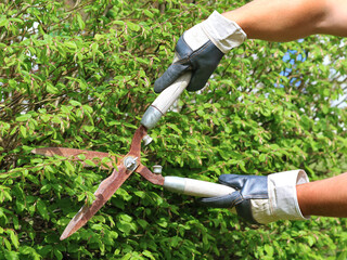 hand with gloves cuts the hedge with old rusty garden shears, trimming a hedge with garden scissors