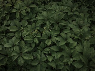 Background texture leaf wild grapes rostut on zemle in the awning