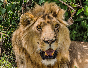 Lion Head Shot