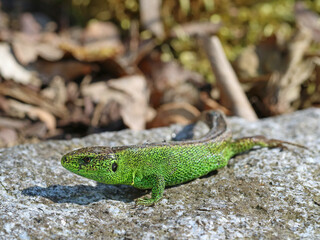 male european green sand lizard, Lacerta agilis, on stone, close up